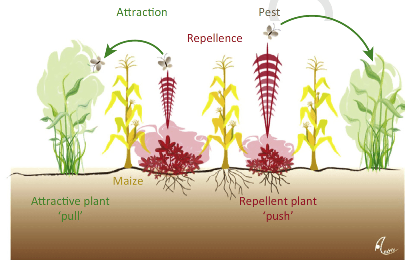 Repellant Plants