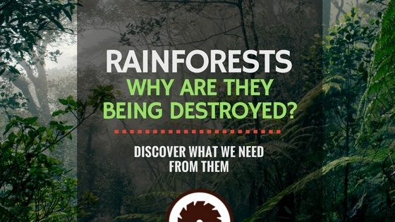 Why are Rainforests Being Destroyed?