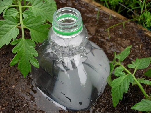 Buried Watering Bottle
