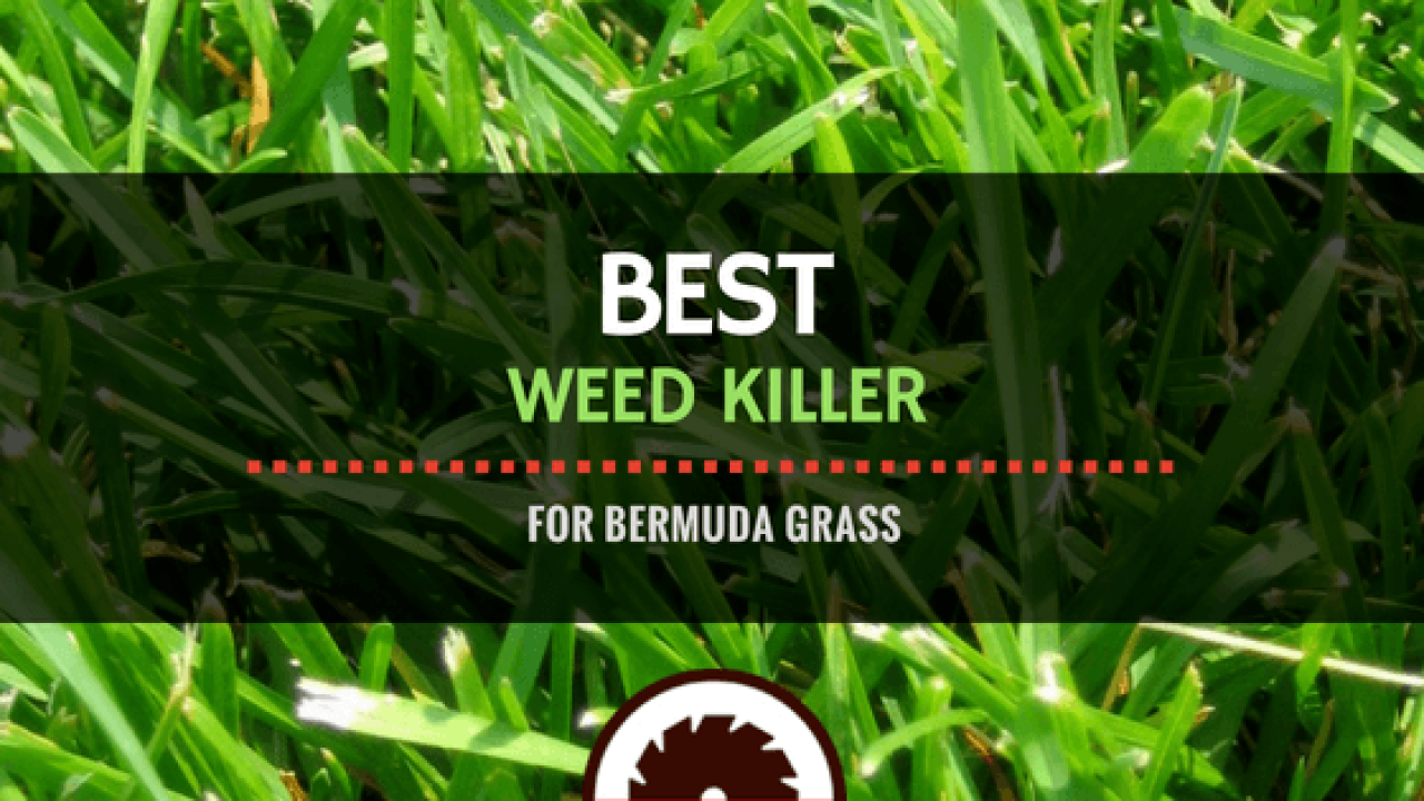 Best Weed Killer for Bermuda Grass