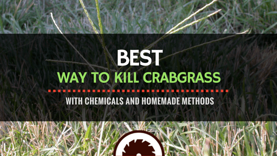 The Best Ways to Kill Crabgrass with Chemicals or Homemade Methods