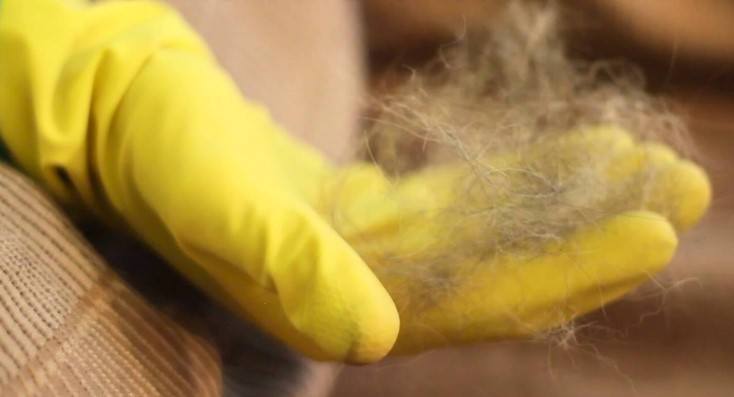 Hand with rubber yellow glove with pet hairs