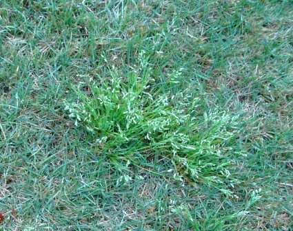 What is the best Bermuda grass weed killer? - Weed growing in between Bermuda grass