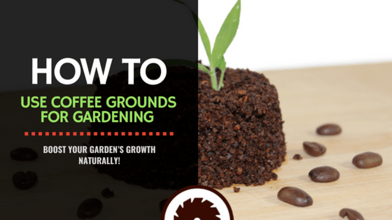 Coffee Grounds For Gardening 6 Easy Ways To Use Them
