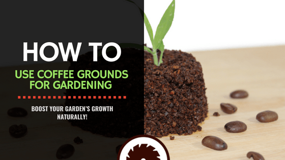 How to Use Coffee Grounds for Gardening